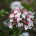 Fragrant Viburnums