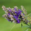 Vitex - Chaste tree