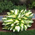 Variegated foliage perennials