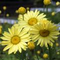 Fast maturing perennials