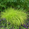 Golden yellow foliage perennials