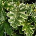 Striking foliage perennials A to Z