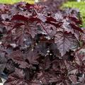 Dark foliage perennials