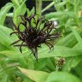 Black flowering perennials