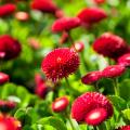 Red flowering perennials