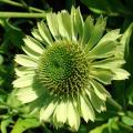 Green flowered perennials