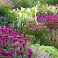 Summer flowering perennials