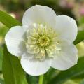 Winter flowering perennials