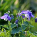 Spring flowering perennials