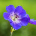 Long flowering perennials