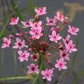 Aquatic perennials