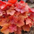 Coloured foliage perennials