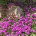 Fast-growing ground cover perennials