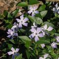 Evergreen ground cover perennials