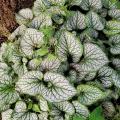 Shade-loving groundcover perennials