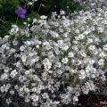 Ground cover perennials