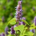 Medieval garden perennials