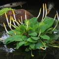 Aquatic plants