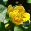 Peripheral perennial aquatic plants