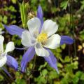 Cottage garden perennials