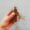 Bare-root perennials