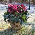 Potted perennials