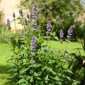 Easy-grow perennials