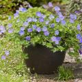 Container perennials