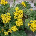 Rockery perennials