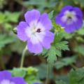 Perennials