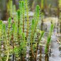 Aquatic plants by planting depth