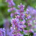 Nectar-rich perennials for dry soil