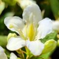 White flowering Weigela
