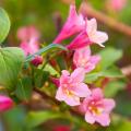 Pink flowering Weigela