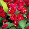 Red flowering Weigela