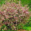 Hedge Weigela