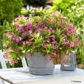 Weigela for pot-growing