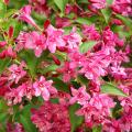 Weigela