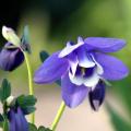 Aquilegia for rock gardens