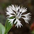 White Centaurea