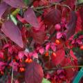 Autumn-coloured Spindle