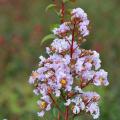 Hardy Crape Myrtle