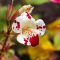 Mimulus seeds