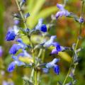 Herbaceous perennial sages