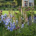 Giant and airy perennials