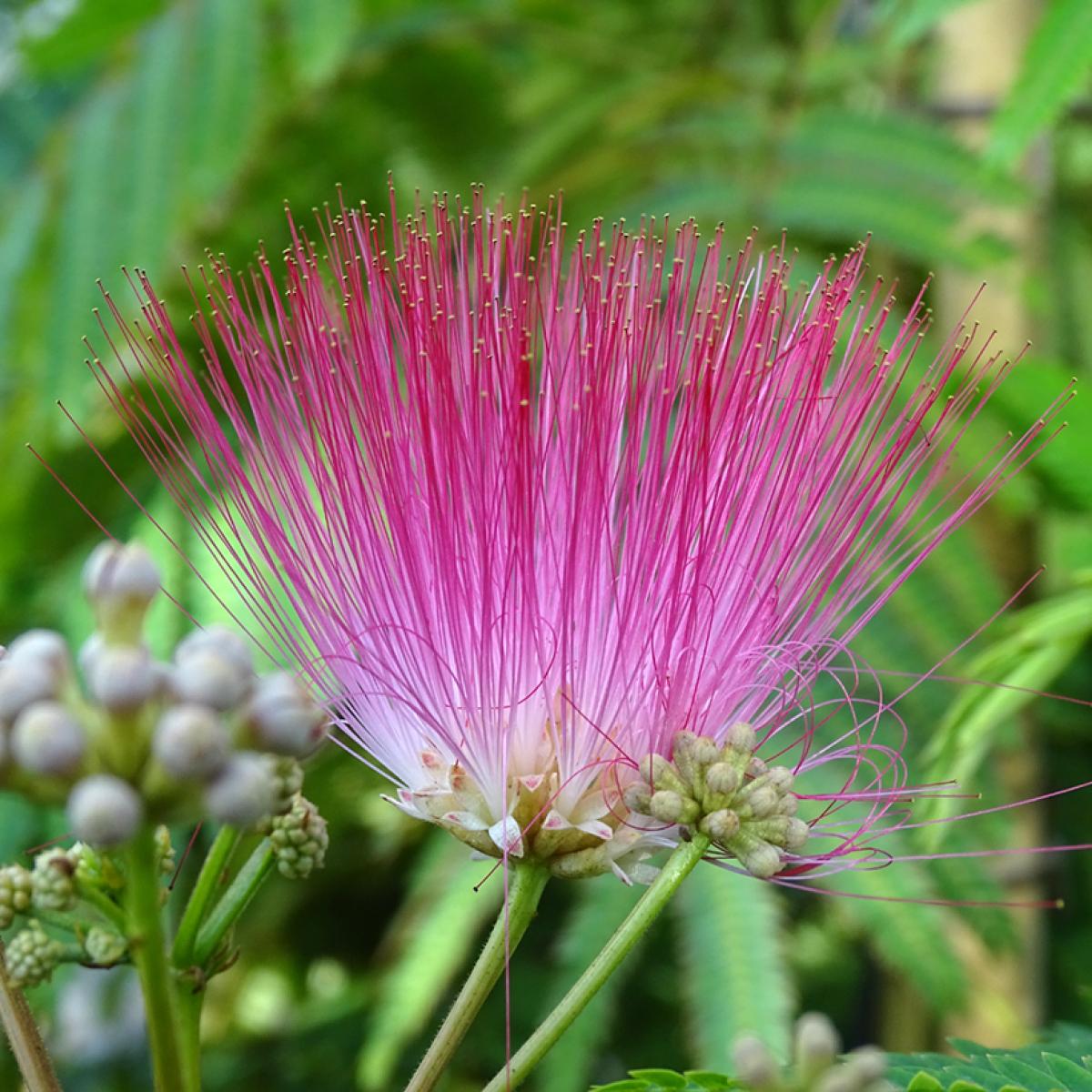 Albizia Julibrissin Rouge Selection Silky Bristle Tree With Dark Pink albizia-julibrissin-rouge-selection-silky-bristle-tree-with-dark-pink