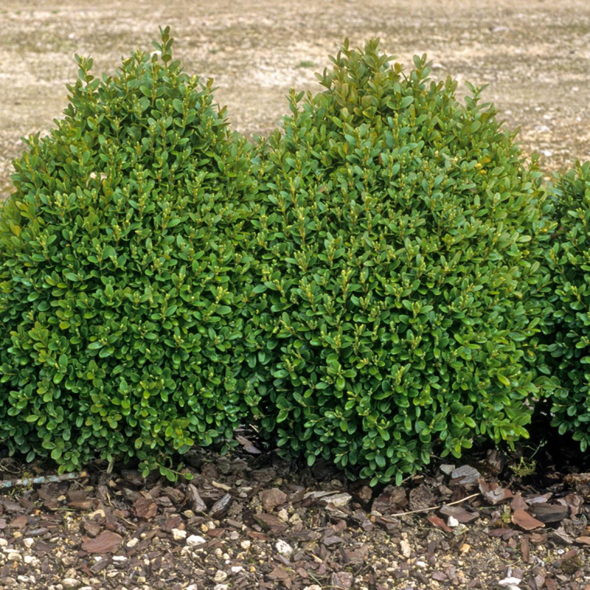 Terrific Dwarf Boxwood Shrubs Gallery