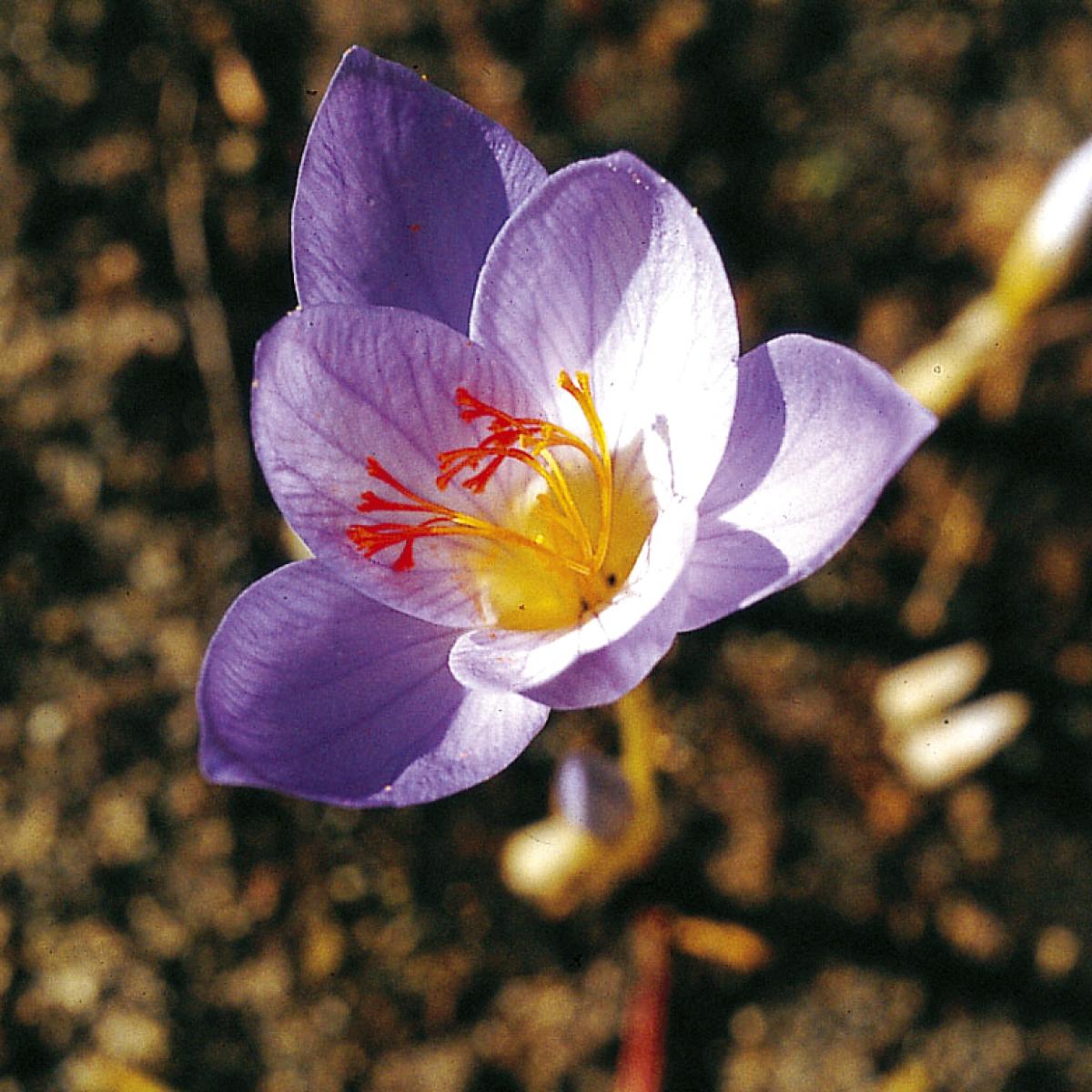 Crocus speciosus Cassiope Autumn bulb with bluishpurple flowers.