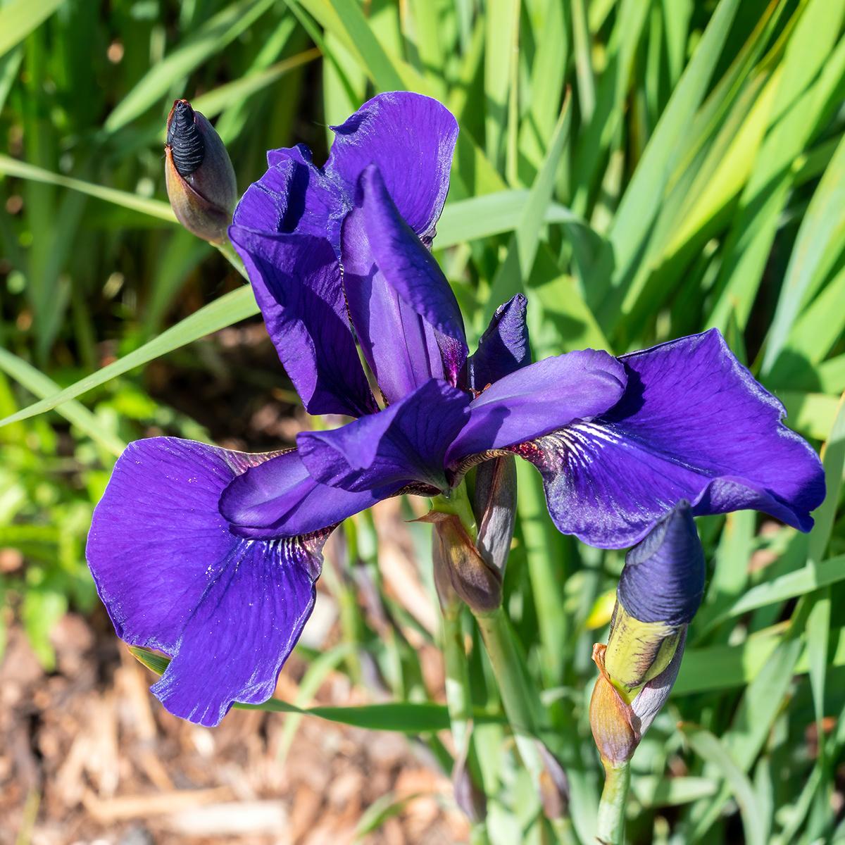 Iris sibirica - Siberian Iris Caesar's Brother - Intense blue flowers