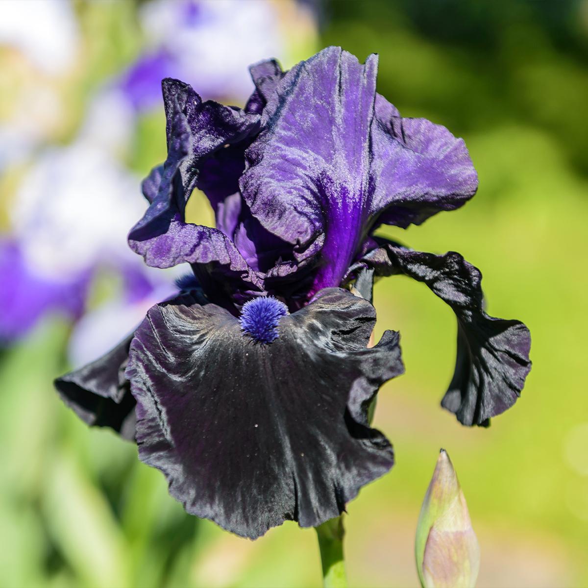 Iris Tuxedo Grand velvety dark purple Garden Iris